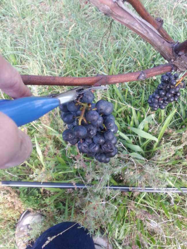grape harvesting