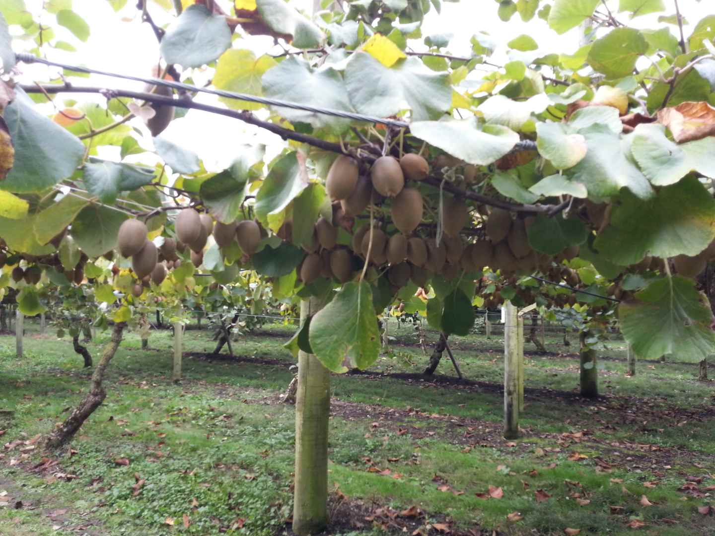 Spending some time to understand how does kiwi tree looks like in our travel
