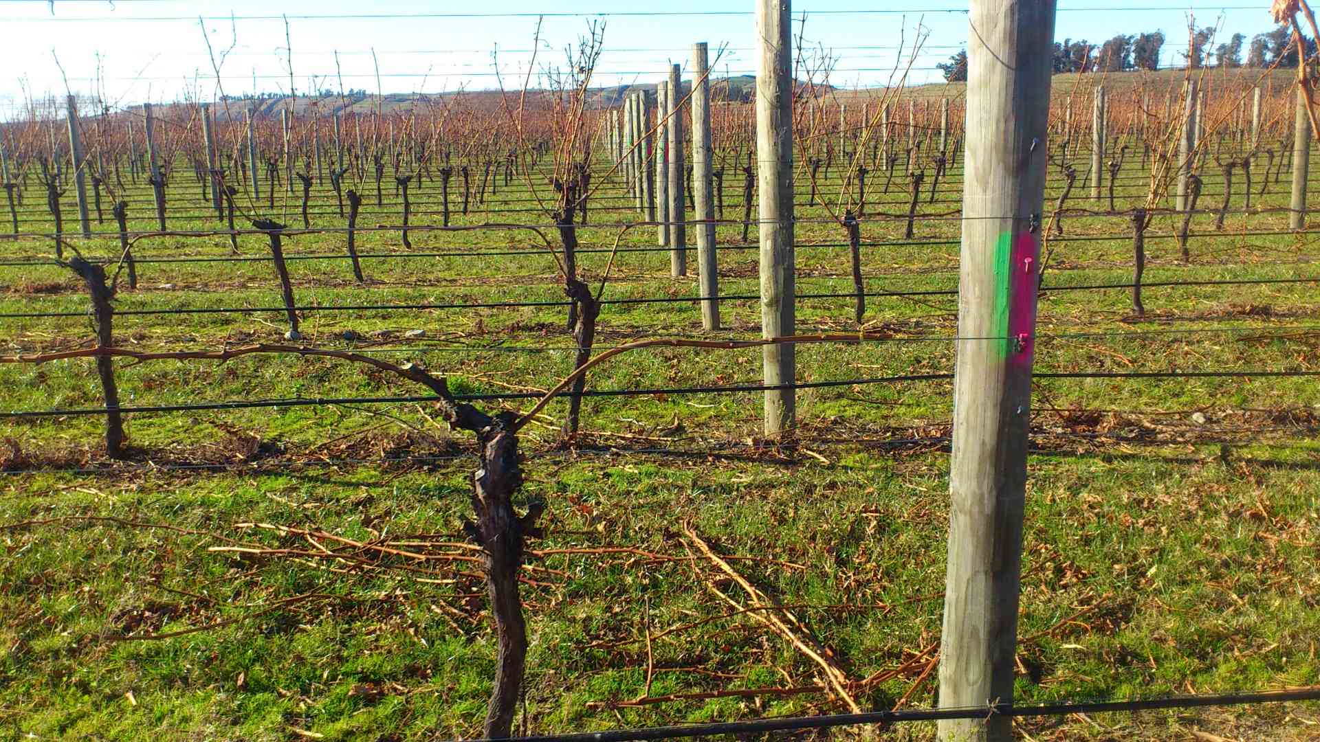 Vineyard in Blenheim Vineyard in Blenheim