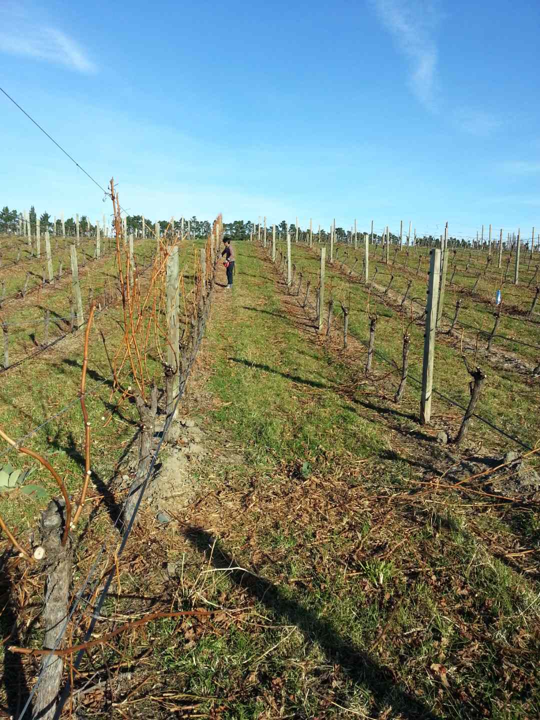 Vineyard in Blenheim Vineyard in Blenheim